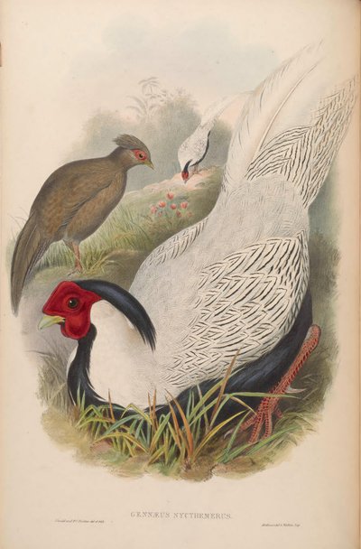 Gennaeus nycthemerus = Lophura nycthemera by John Gould